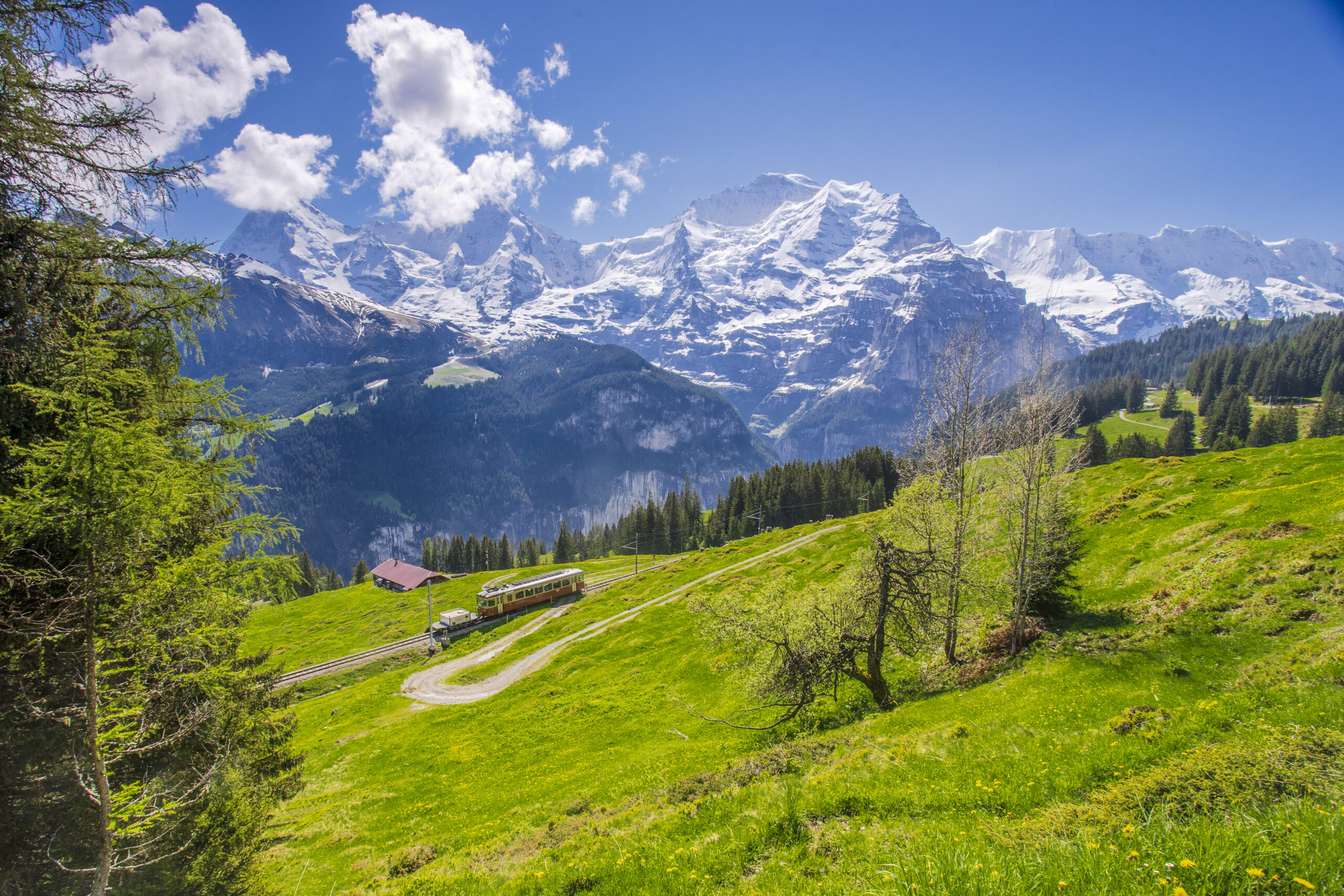 Scenic train passing through green meadows with snowy Swiss Alps mountains in the Himachal Tour and Travel Operators background.